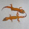 Leopard Gecko - Aptor photo