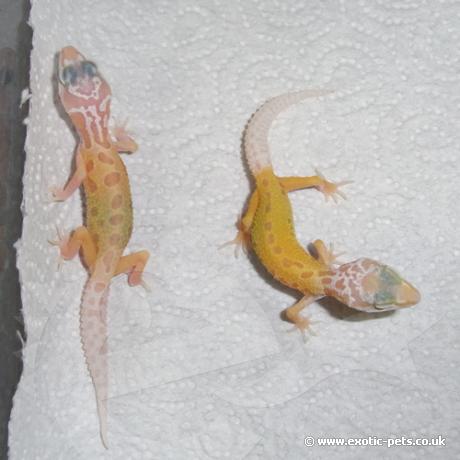 Leopard Gecko - Patternless Albino