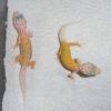 Leopard Gecko - Patternless Albino photo