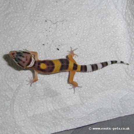 Leopard Gecko - Normal