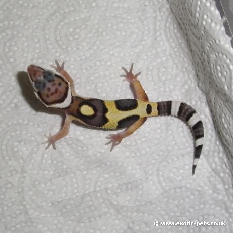 Leopard Gecko - Jungle
