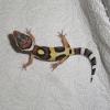 Leopard Gecko - Jungle photo