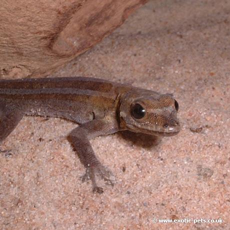 Dwarf Angulated Painted Gecko