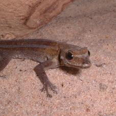 Dwarf Angulated Painted Gecko (Lygodactylus angularis)