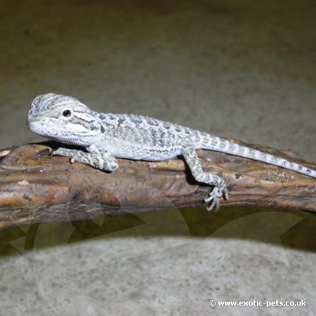 Rankin Dragon