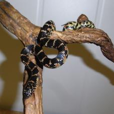 Florida Kingsnake (Lampropeltis getula floridana)