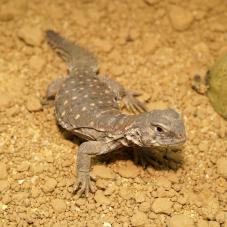 Egyptian Uromastyx (Uromastyx aegypticus)