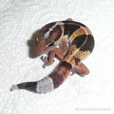 African Fat Tailed Gecko - Normal Striped