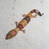 African Fat Tailed Gecko - Albino photo