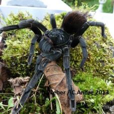 Cascada Birdeater (Pamphobeteus sp. Cascada)