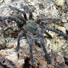 Asian Chevron (Haplopelma vonwirthi)