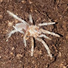 Colombian Blue Leg (Holothele sanguiniceps)