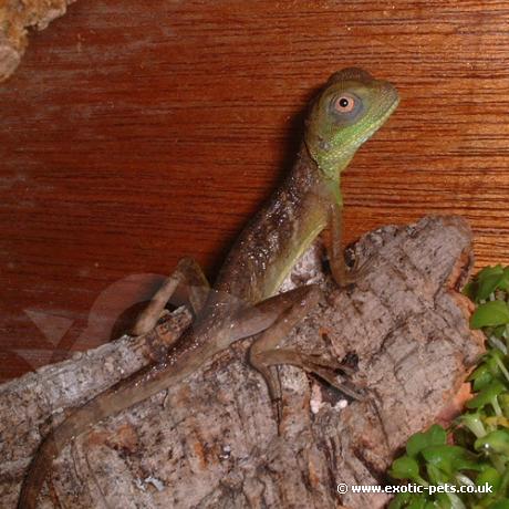 Baby Water Dragon resting