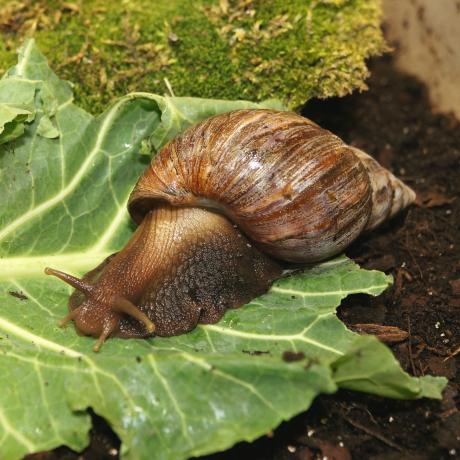 African Land Snails