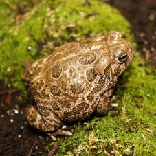 Great Plains Toad (Bufo cognatus)