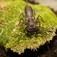 Giant Vinegaroon (Mastigoproctus giganteus)