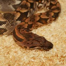 Dumerils Boa (Acrantophis dumerili)