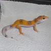 Leopard Gecko - Enigma photo
