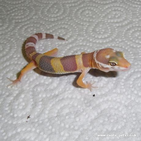 Leopard Gecko - Albino