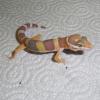 Leopard Gecko - Albino photo