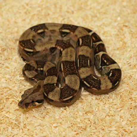 common boa constrictor