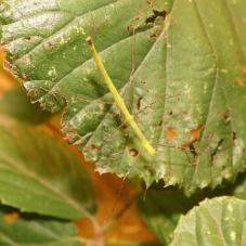 Peleng Stick Insect (Myronides sp.)