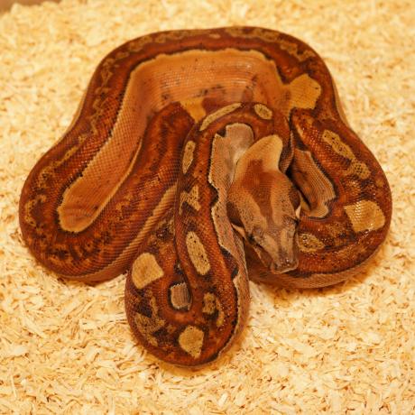 common boa constrictor length common boa constrictor length