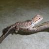 Bearded Dragon - Crawley Red Tiger photo