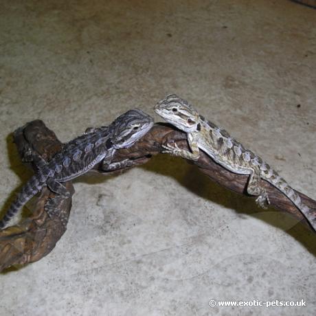 Bearded Dragon - Citrus cross