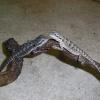 Bearded Dragon - Citrus cross photo
