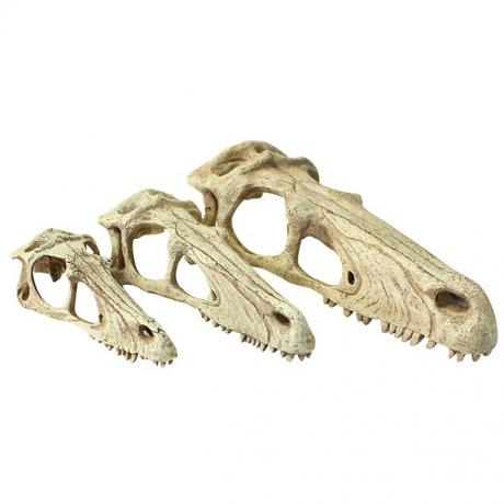 Komodo Raptor Skull