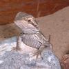 Bearded Dragon basking photo