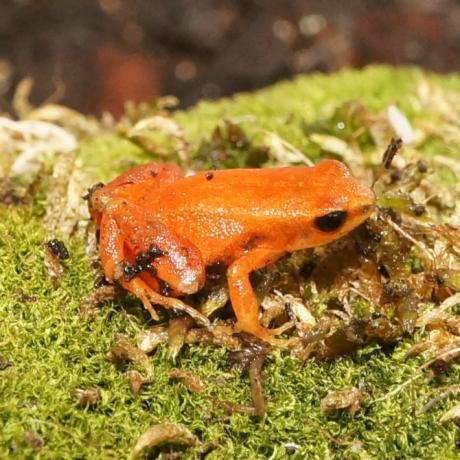 Golden Mantella