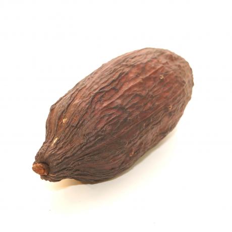 Exotic Pets Cacao Pods