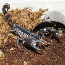 Laos Forest Scorpion (Heterometrus laoticus)