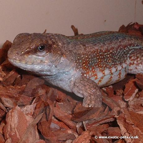 Jewelled Curly Tailed Lizard