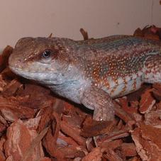 Jewelled Curly Tailed Lizard (Leiocephalus personatus)