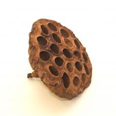 Exotic Pets Lotus Seed Head (Natural decor for your terrarium)