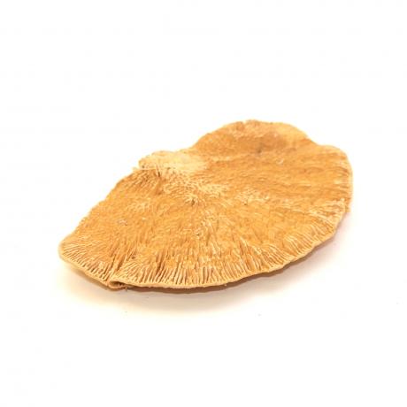 Exotic Pets Sponge Mushroom