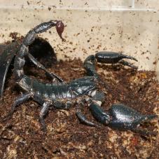 Blue Forest Scorpion (Heterometrus cyaneus)