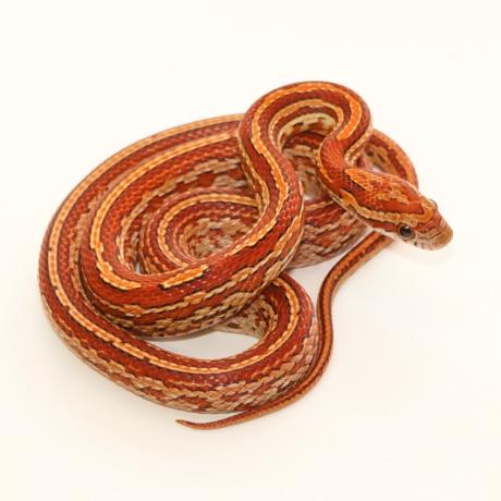 tessera anery corn snake