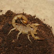 Yellow Devil Scorpion (Vaejovis confusus)