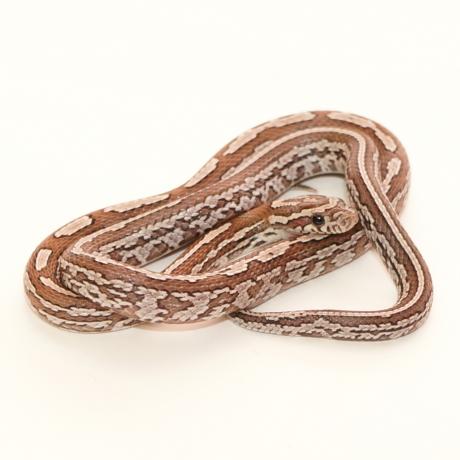 tessera anery corn snake tessera anery corn snake