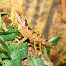 Green Mountain Horned Dragon (Acanthosaura lepidogaster)