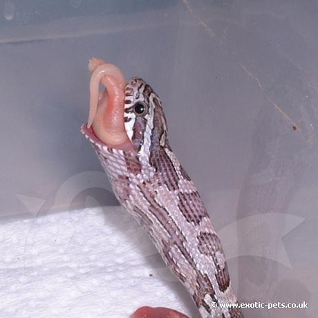 Corn Snake feeding