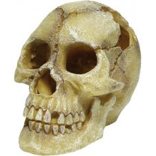 Repstyle Skull Human
