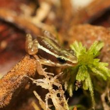 Phantasmal Poison Frogs (Epipedobates tricolor)