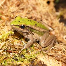 Green Paddy Frog (Hylarana erythraea)