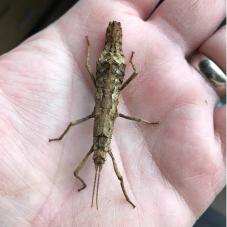 Dwarf Chinese Stick Insect (Orestes guangxiensis)