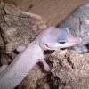 Leopard Gecko - Blizzard photo